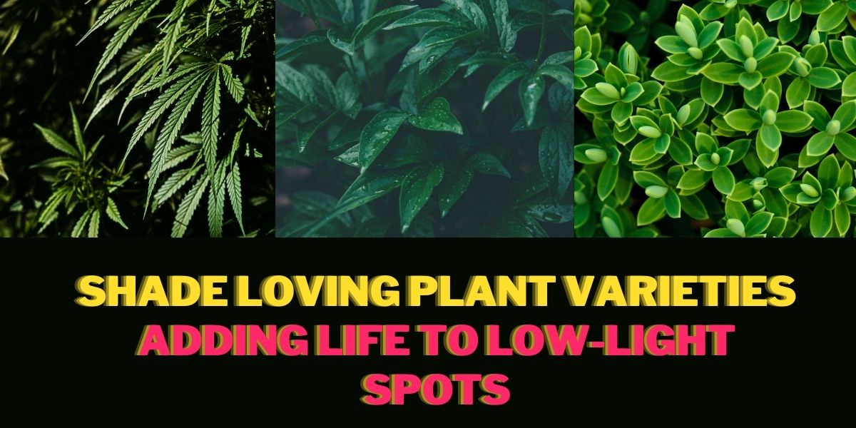 Shade loving Plant Varieties