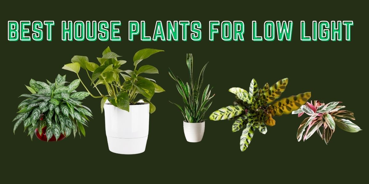 What Are the Best House Plants for Low Light?