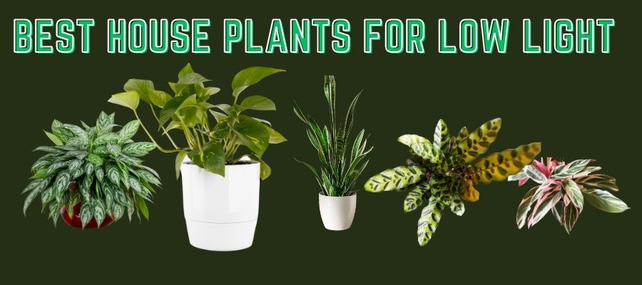 What Are the Best House Plants for Low Light?